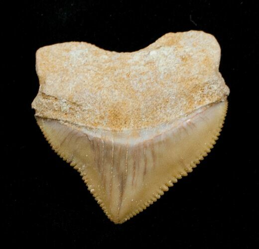 Squalicorax Fossil Shark Tooth - Morocco #3415